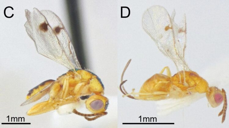 کشف گونه های جدیدی از زنبورهای انگلی عجیب در ایالات متحده