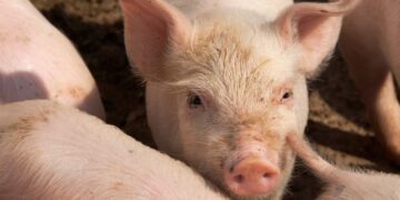 نخستین پیوند ریه خوک به انسان در چین ۹ روز دوام آورد