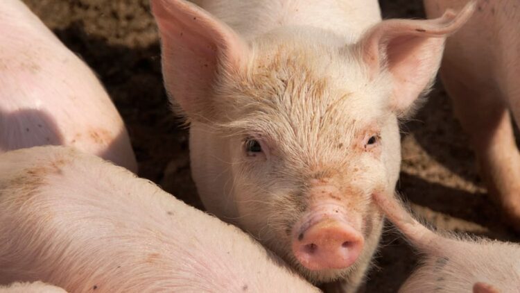 نخستین پیوند ریه خوک به انسان در چین ۹ روز دوام آورد