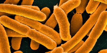 خلق سادهترین شکل حیات جهان با یک باکتری مصنوعی