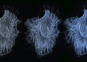 دانشمندان کشف کردند سلول ها ژن ها را با شدت های مختلف فعال نگه می دارند