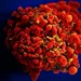 کشف نقطه ضعف کلیدی ویروس HIV که راه را برای درمان بهتر هموار می کند