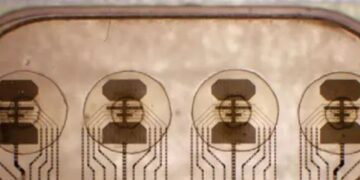 دانشمندان قصد دارند باکتری‌ها را به رایانه‌های زنده تبدیل کنند