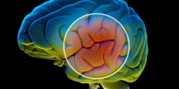 کشف یک پروتئین کلیدی در مغز که افت حافظه ناشی از پیری را برطرف می کند