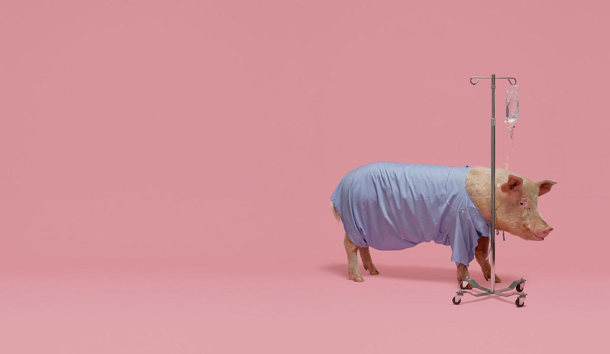 نخستین آزمایش گسترده پیوند کلیه خوک به انسان با تایید FDA آغاز می شود