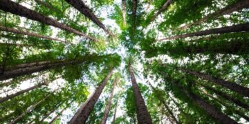 تاثیر اندک جنگلکاری بر کاهش گرمایش جهانی!