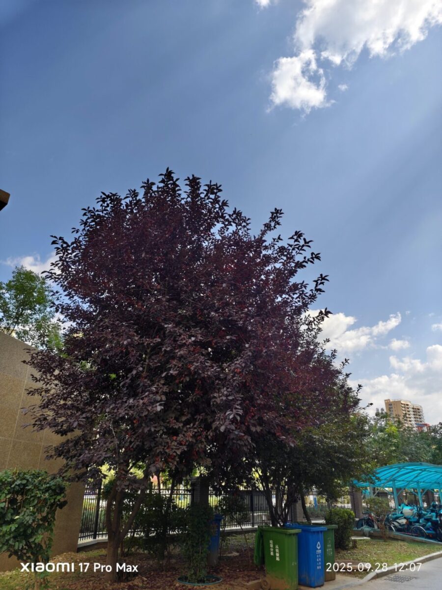 Xiaomi 17 Pro Max vs iPhone 17 Pro Max vs Galaxy S25 Ultra camera test