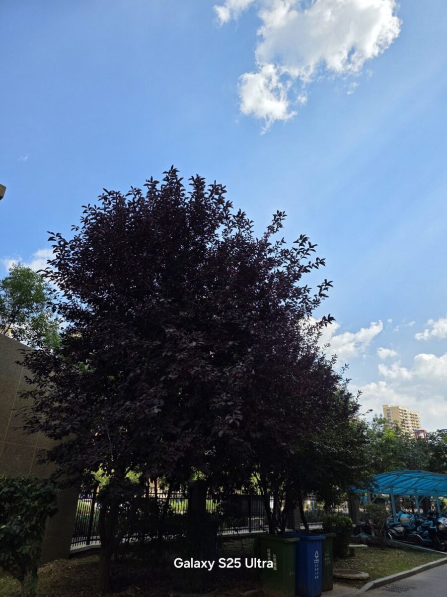 Xiaomi 17 Pro Max vs iPhone 17 Pro Max vs Galaxy S25 Ultra camera test