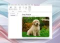 برنامه مایکروسافت واننوت (OneNote) که در حال برش (Crop) یک عکس از یک توله سگ گلدن رتریور است، با گزینههای "Picture Format" در نوار ابزار بالا.