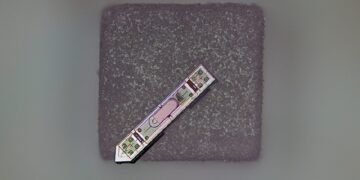 ثبت فعالیت مغز به مدت یک سال با ایمپلنت عصبی کوچکتر از دانه نمک