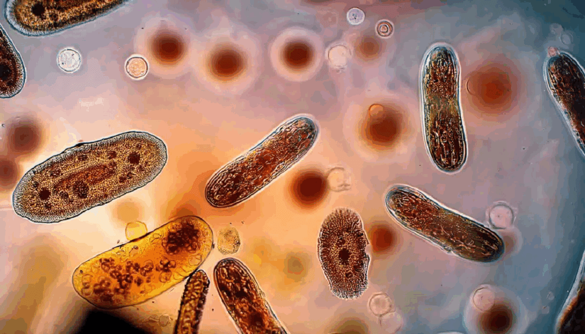 نقش مسیر سیگنال‌دهی Hippo در تکامل تک‌سلولی‌ها