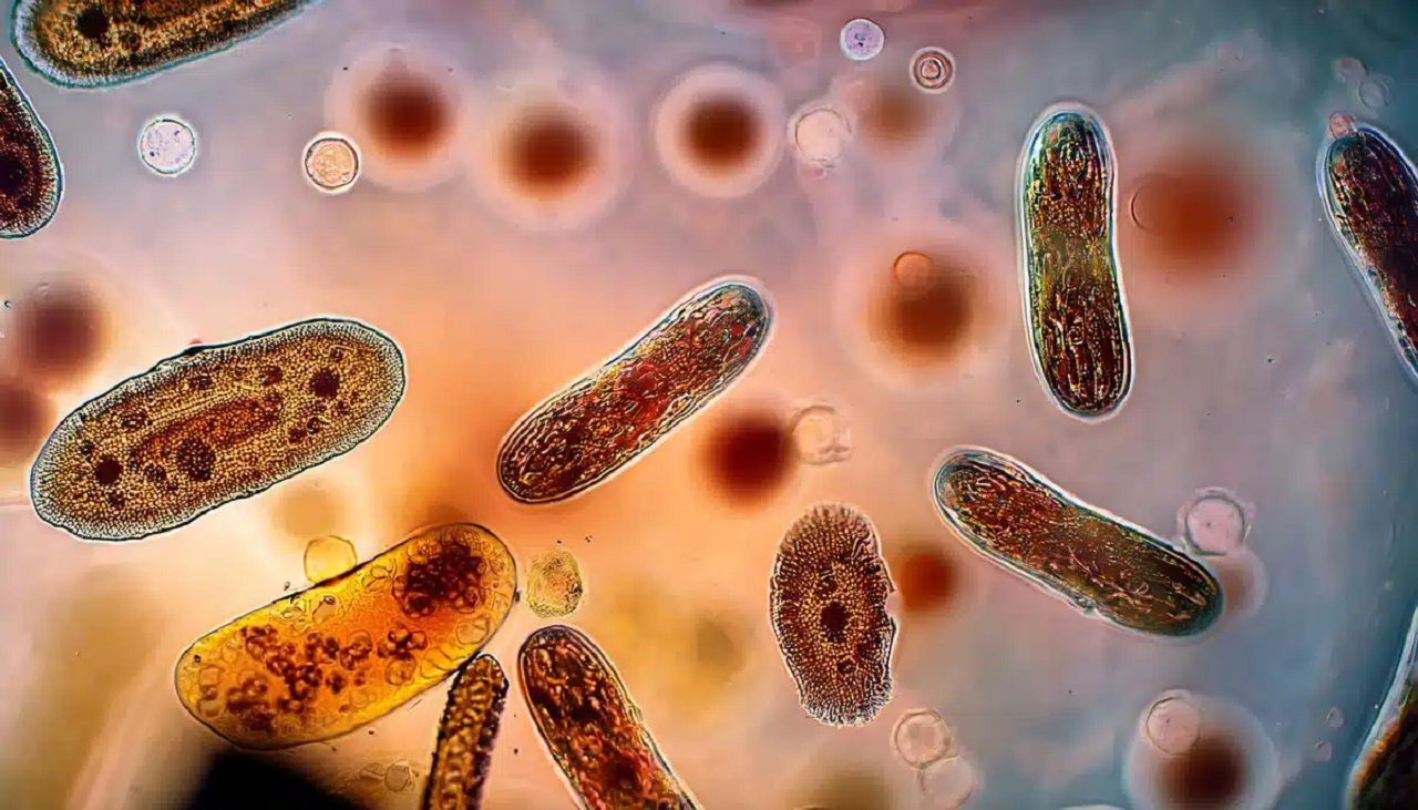 این نرم‌افزار قدمتی بیشتر از حیوانات دارد!