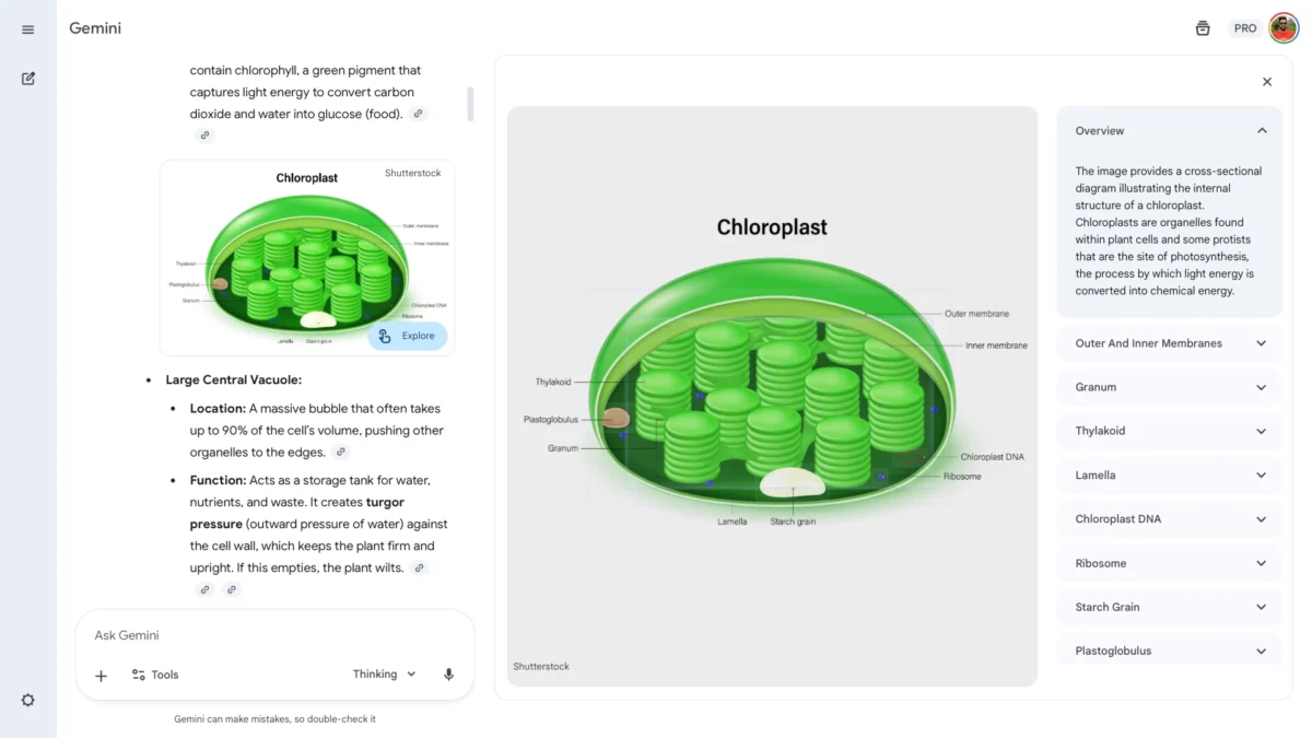 رابط کاربری Gemini که یک نمودار تعاملی از ساختار داخلی یک کلروپلاست را نمایش می‌دهد و توضیحات دقیقی برای هر بخش در پنل سمت راست ارائه می‌کند.