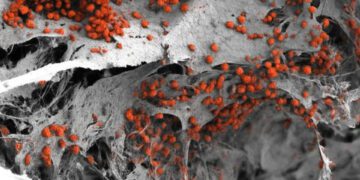 مدل واقعی از مغز استخوان انسان برای اولین بار ساخته شد