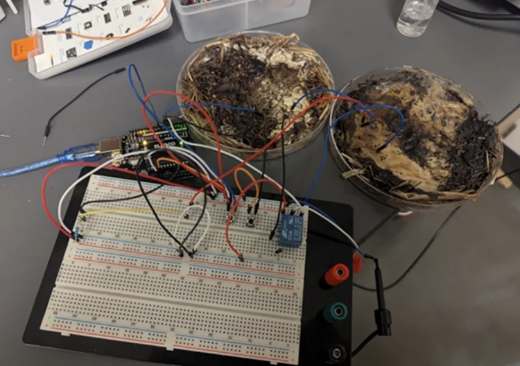 ساخت میکروچیپ‌های زیستی با یک نوع خاص قارچ‌