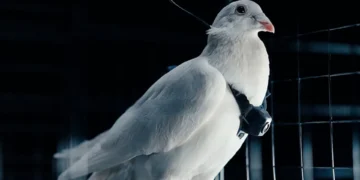 تصویر یک کبوتر دارای ایمپلنت مغزی