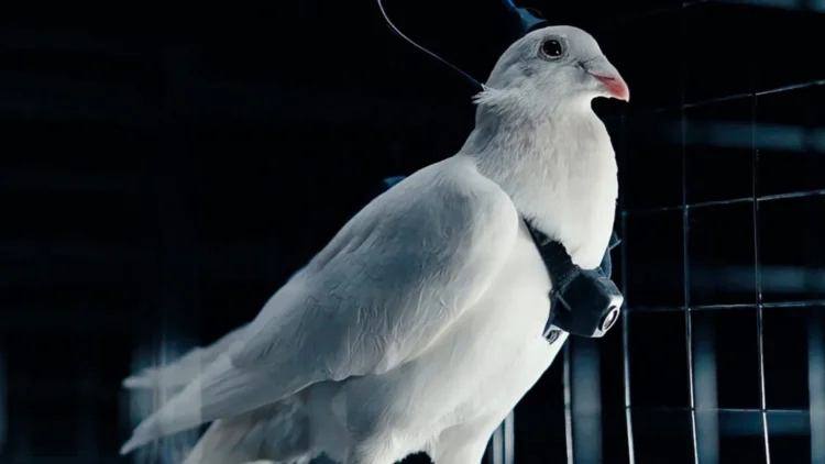 تصویر یک کبوتر دارای ایمپلنت مغزی