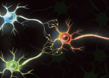 نسل تازهای از کامپیوترهای زیستی؛ تبدیل سلولهای مغزی انسان به کامپیوتر