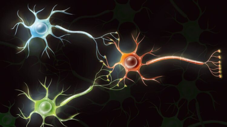 نسل تازهای از کامپیوترهای زیستی؛ تبدیل سلولهای مغزی انسان به کامپیوتر