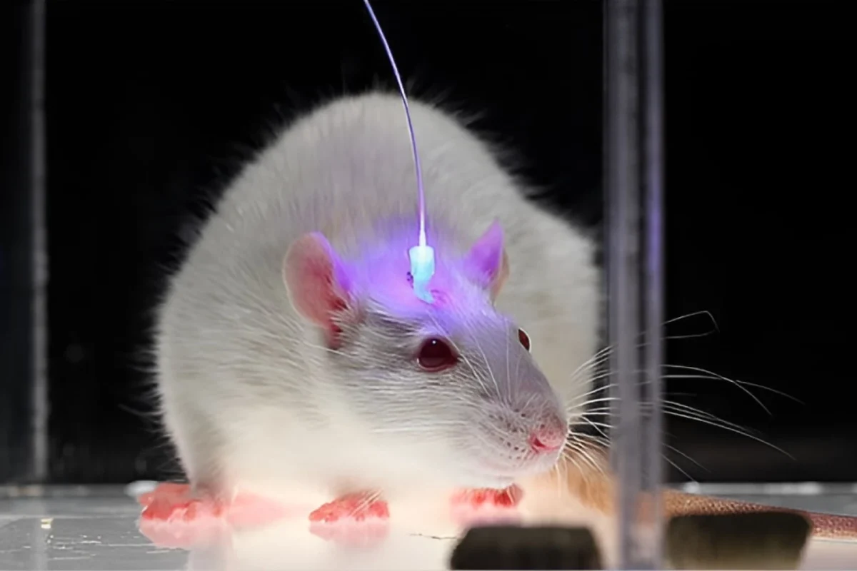 راهکار جدید دانشمندان برای بازیابی حس‌های انسانی