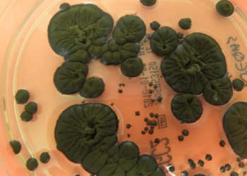 استفاده از قارچ سیاه چرنوبیل برای محافظت فضانوردان در برابر تشعشع