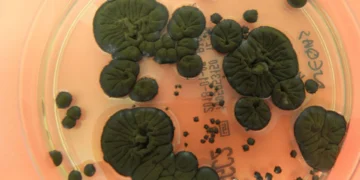 استفاده از قارچ سیاه چرنوبیل برای محافظت فضانوردان در برابر تشعشع