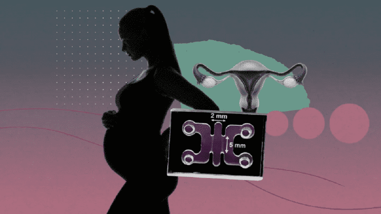 شبیه‌سازی کاشت جنین در ارگانوئید رحم