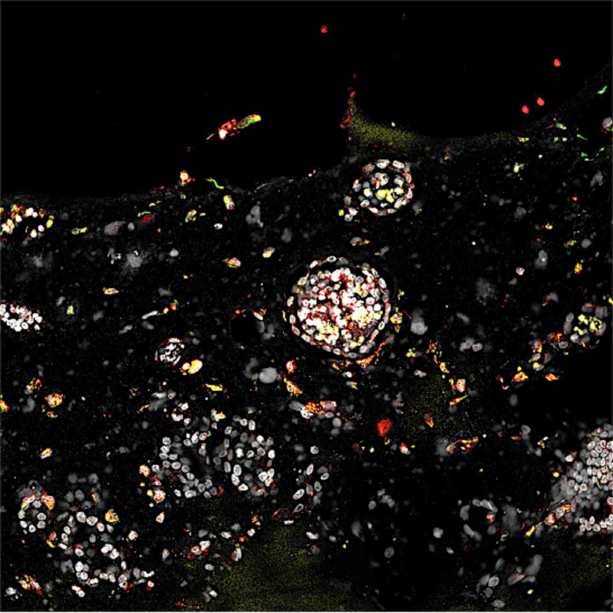 شبیه‌سازی کاشت جنین در چین انجام شد