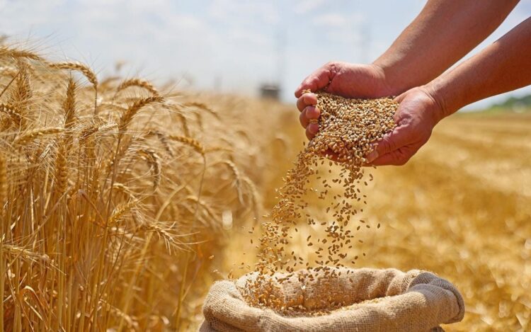 گندم خودبارور آینده کشاورزی را متحول می&zwnj; کند