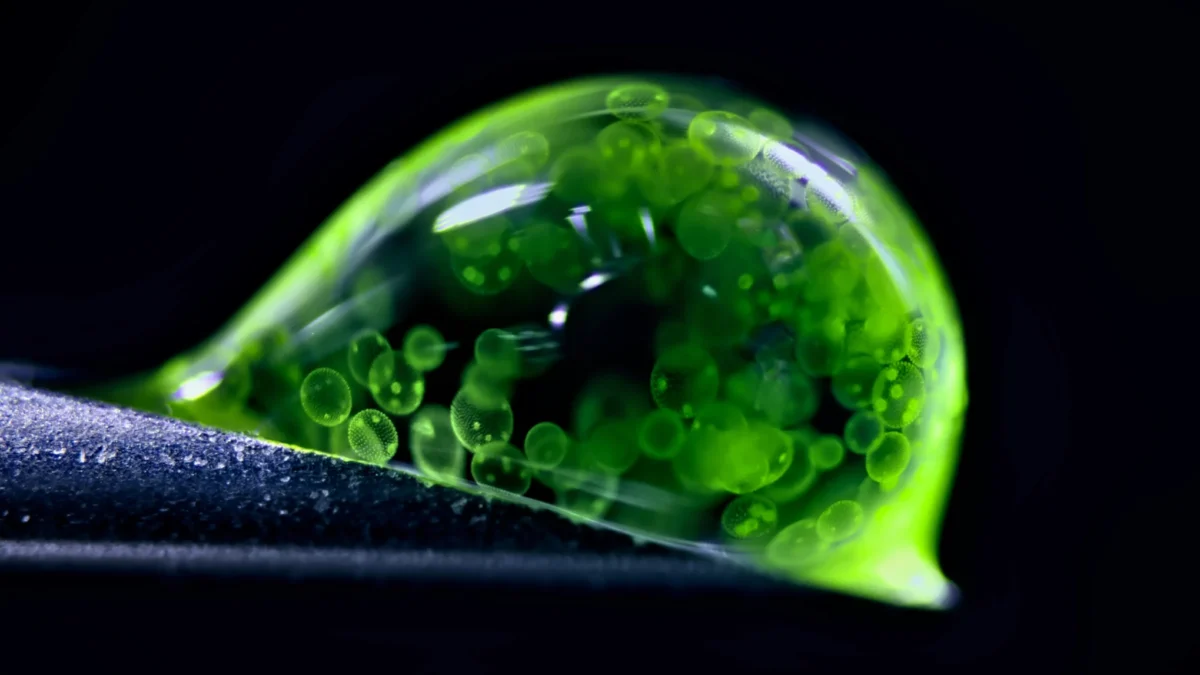 تصاویر علمی برگزیده نیچر ۲۰۲۵