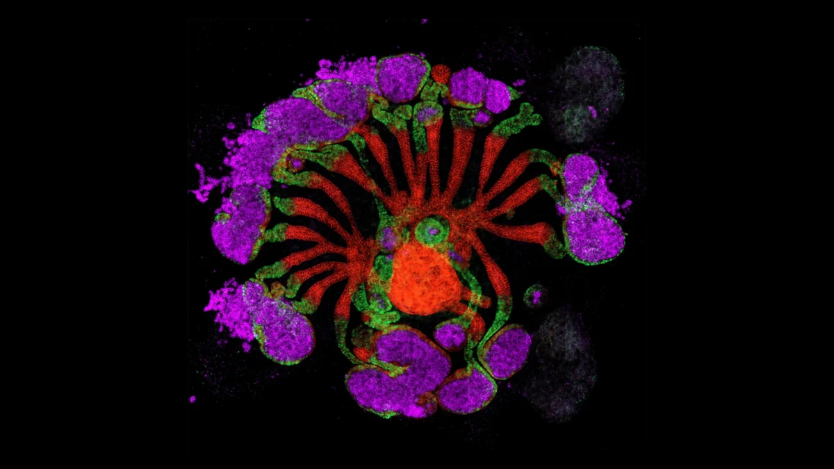 تصاویر علمی برگزیده نیچر ۲۰۲۵