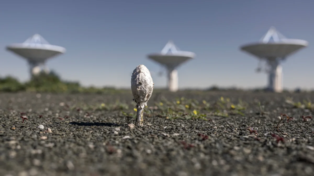 تصاویر علمی برگزیده نیچر ۲۰۲۵