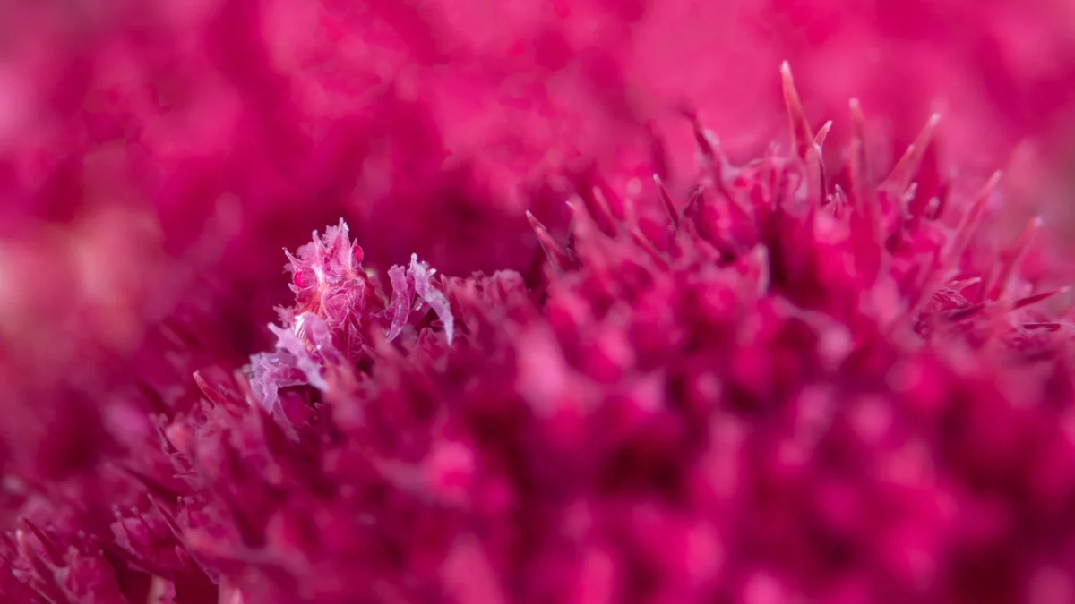 تصاویر علمی برگزیده نیچر ۲۰۲۵