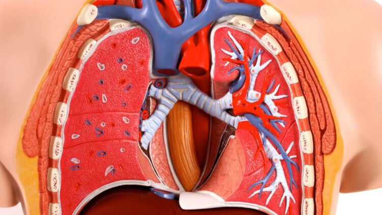 ریه مصنوعی روی تراشه