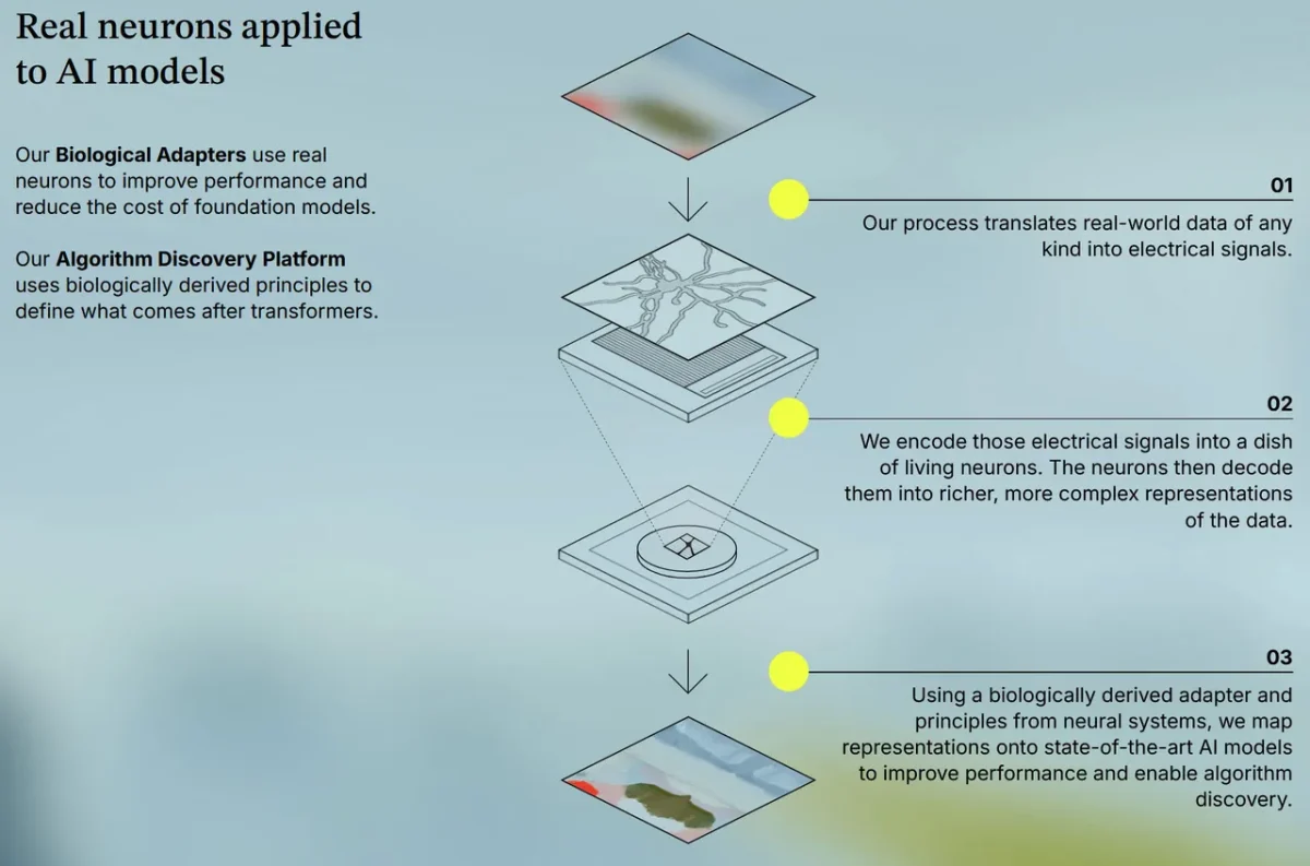 سرعت پردازش‌های هوش مصنوعی با نورون های زنده افزایش می یابد