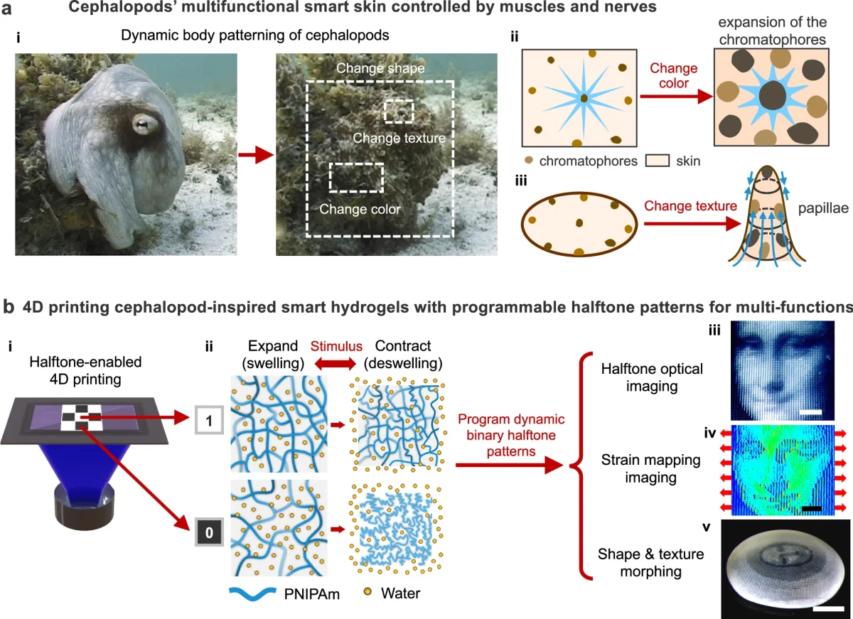 پوست مصنوعی هوشمند تغییرشکل‌پذیر با قابلیت رمزگذاری ساخته شد