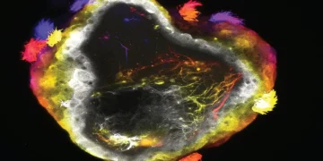 ساخت ربات‌های زنده با سیستم عصبی فعال توسط دانشمند ایرانی