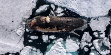 برندگان مسابقه World Press Photo 2026؛ روایت تصویری از جهانی در بحران