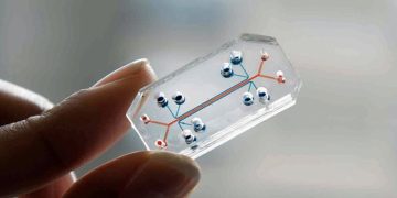 فناوری روده مصنوعی ارتباط مستقیم التهاب مزمن و سرطان روده را آشکار کرد