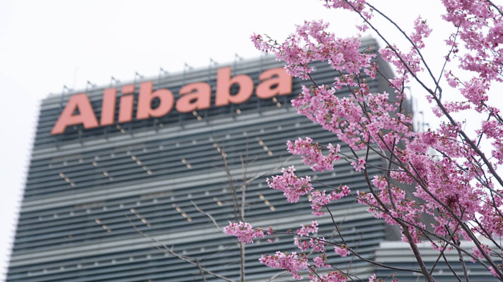 نمای زاویه‌دار از بالای ساختمان شرکت علی‌بابا با تابلوی بزرگ و نارنجی‌رنگ Alibaba در بالای نما، در حالی که شاخه‌های پر از شکوفه‌های صورتی درختان در پیش‌زمینه تصویر قرار دارند.