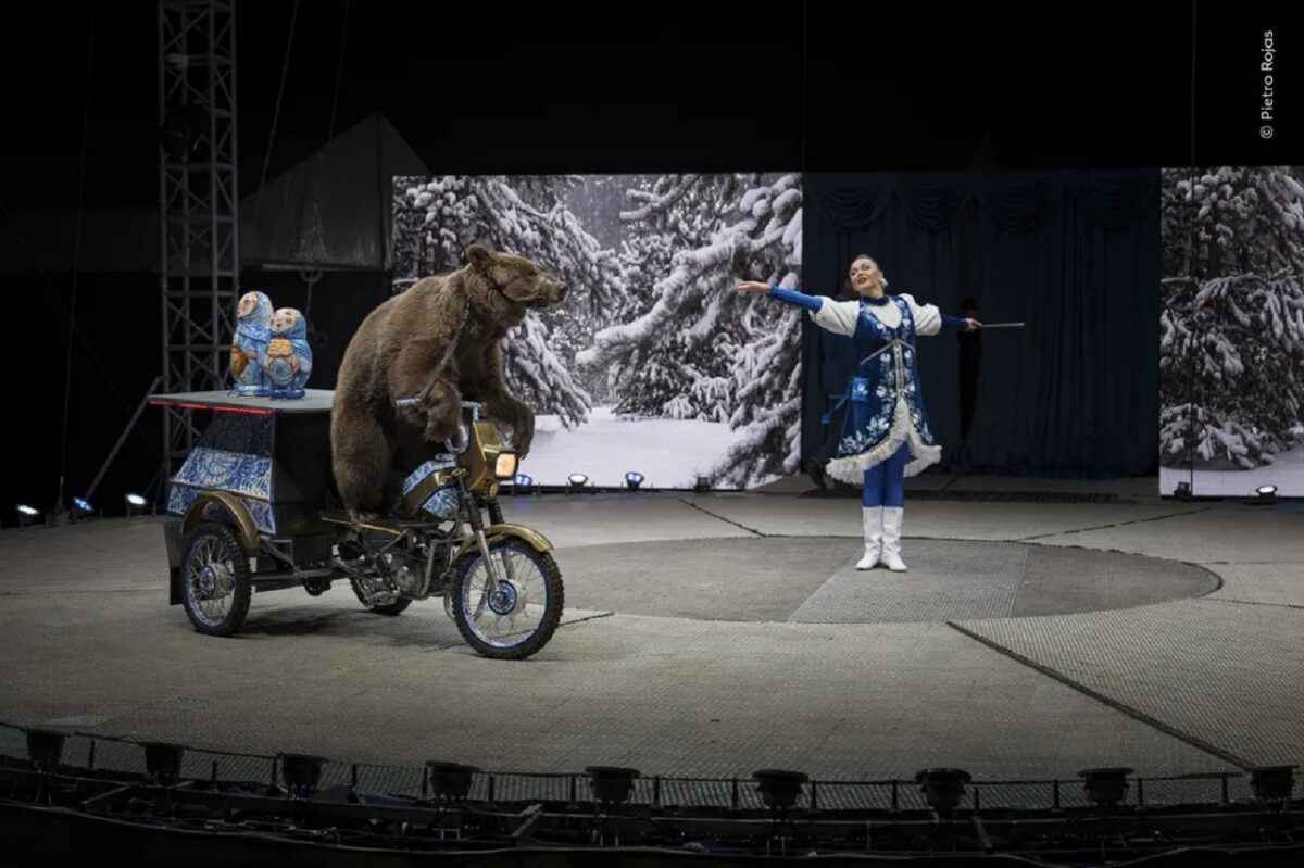 نمایش ادامه دارد_ پیترو روخاس